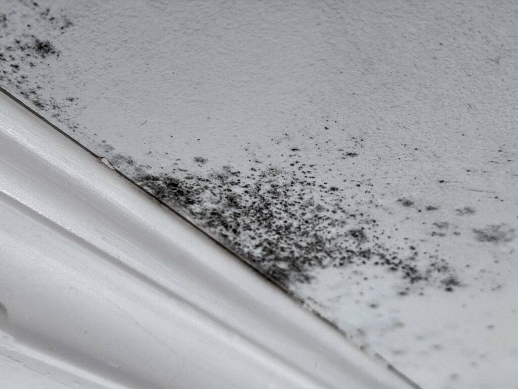 Black mold growing on a white ceiling corner near crown molding.