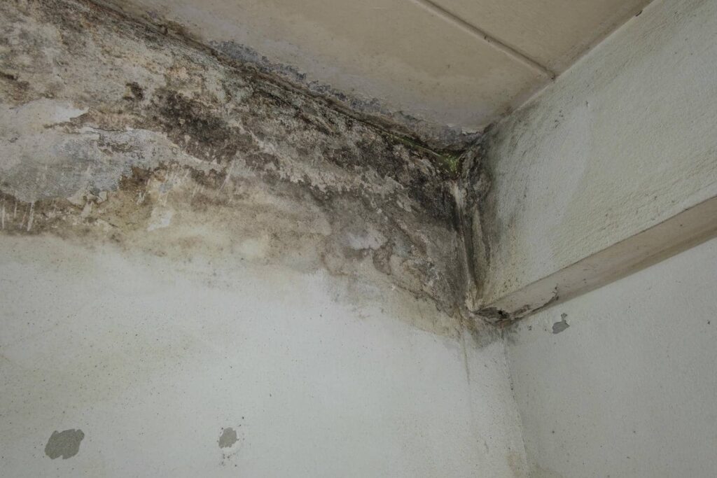 Corner of a room with extensive black mold and water damage on the walls and ceiling.
