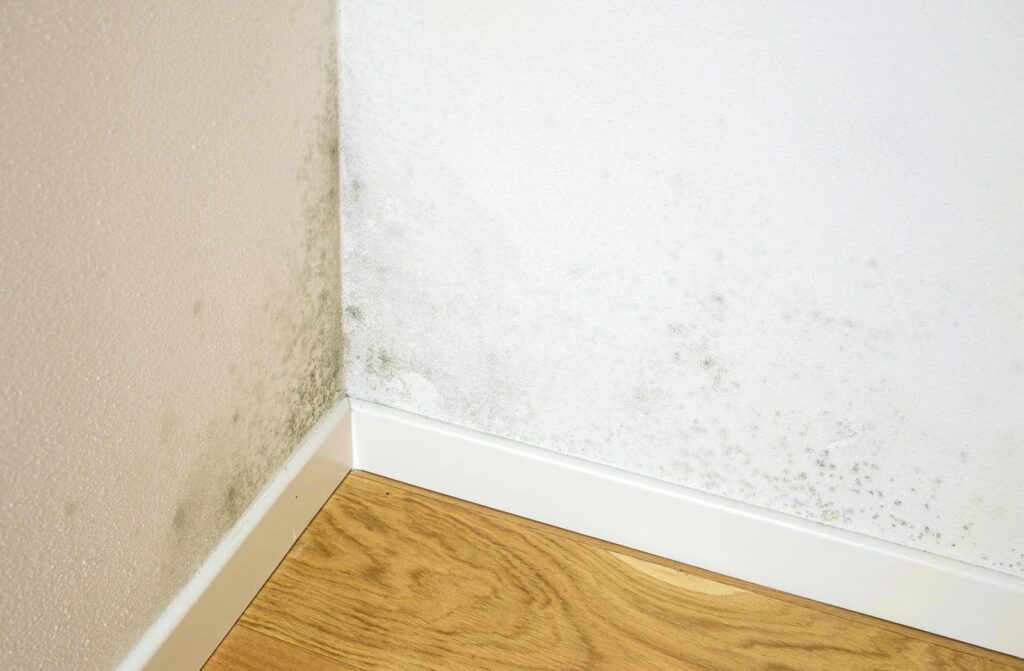 Mold growth on the lower corner of two interior walls above a wooden floor.